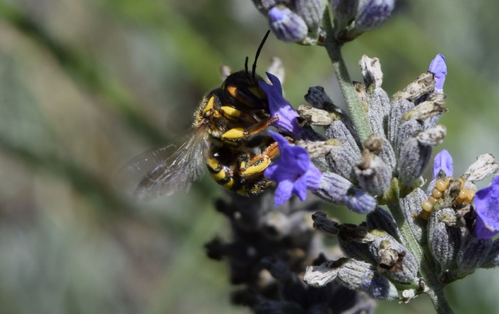 Apidae Megachilinae: cfr. Anthidium sp.